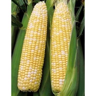 CAMERON JAGUNG MUTIARA/PEARL CORN (3 PCS GRADE AA)