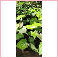 ◊ ◰ Paminta Indian Variety Black pepper seedlings fully rooted trailing