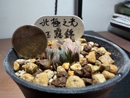 種植/植物 多肉、十二卷 玉露錦