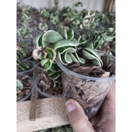 Tanaman hias Hoya compacta regalis compacta varigata
