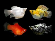 BALLON MOLLY 4 EKOR （BIG SIZE）