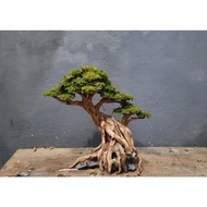 Aquascape bonsai 0bd