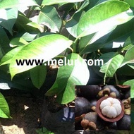 MM- Anak Pokok Manggis Mesta (GA2)(Kahwin) Anak Pokok Tanaman Benih Garden Seed Seeds