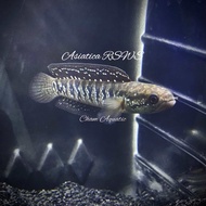 Channa Asiatica RSWS Imported Aquarium Fish Snakehead Fish Predator Fish Freshwater Fish Fullspot High Quality Toman Bunga