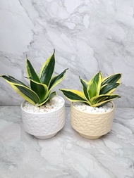 虎皮蘭 虎尾蘭 簡約 柔和 質感 禮盆 居家擺設 送禮盆栽