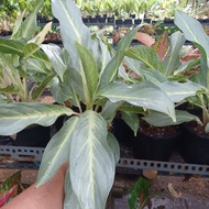 *RARE* AGLAONEMA SRIKANCANA  IN 5 INCH POT