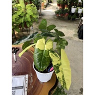 【TW668】 philodendron burl marx variegated live plant