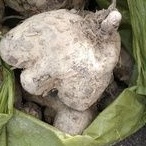 1KG UBI BADAK ISI PUTIH/PURPLE.