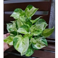 📣📣 Manjula Pothos Bushy, NJOY & Marble Queen  Indoor Office Table Plant ＃绿箩＃圆叶白锦