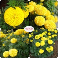 Package of 50 American Dwarf Yellow Marigold Seeds 30-40 cm