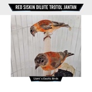 Burung Red Siskin Dilute Trotol Jantan