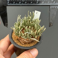 อโวเนีย Avonia quinaria ssp.alstonii ไม้อวบน้ำ กุหลาบหิน Cactus&amp;Succulent