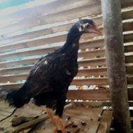 anak ayam bangkok,pakhoy,mangon,pama indukan import