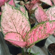 bunga aglonema lady valentine | aglo pink beauty olvuuf 7854um