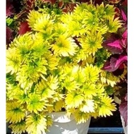 🌱🌱Ready stock🌱🌱Anak pokok🌱🌱🌱Bunga ati2 cantik2 tanam di halaman rumah gift