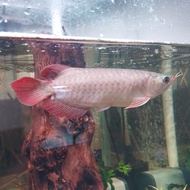 Ikan Arwana Super red