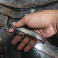 [New] ikan arwana silver