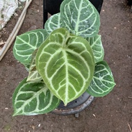 anthurium dorayaki