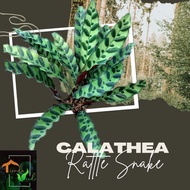 Calathea Rattle Snake Live Plants