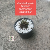 ต้นฮาโวเทียแคระ ไม้อวบน้ำ แคตตัส คลอราแคนทา กระถาง 2.5"  Haworthia Chloracanta / cactus /succulent ลำต้นเล็กสีเขียว แตกเป็นกอพุ่มเล็ก ๆ น่ารัก ทนแล้ง แดดรำไร  2-3 วันรดน้ำครั้ง