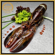 Frozen Boston Lobster 600-800G - Supreme Frozen