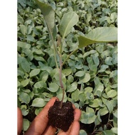 PROMO- ALAT CETAK MEDIA SEMAI SOIL BLOK SOIL BLOCK 21 LUBANG SEEDBLOCKER