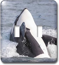 3dRose lsp_205926_2 USA, Alaska Orca whale breaching Double Toggle Switch