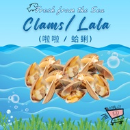 [5D Grocer] Live Clams /Lala 啦啦 / 蛤蜊 (Freshness Guarantee) 100g