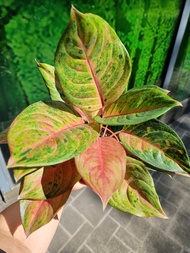 Aglaonema Peach Hybrid [REAL PLANT] #supportlocal - **All Plants sold are based on pot size**