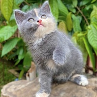 Anak Kucing british shorthair betina