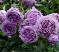 bunga mawar kinda blue bunga mawar import murah tanaman hias bunga mawar import wangi tanaman hias outdoor