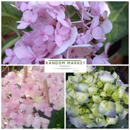 Anak Pokok Hydrangea/ Siti Zubaidah/ Bunga 3 Bulan 绣球花 [Live Plant]