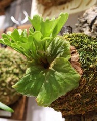 銀葉侏儒亞猴孢子苗