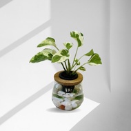 現貨 蕨美植栽 室內網美懶人水耕植栽-白金黃金葛+弧形透明玻璃瓶