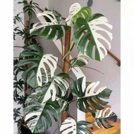 Tanaman hias monstera king varigata / bibit bonggol monstera varigata