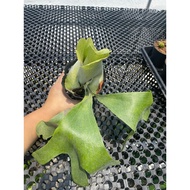 Augustfame - Platycerium Elephantotis x Willinckii (L) /Staghorn / Tanduk Rusa