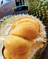 Anak Pokok Black Thorn Durian D200