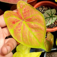 caladium import thailand tanaman