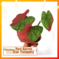 🍃 CALADIUM : "RED BARRET / CAT TUMPAH"🍃 [Caladium Plants-Pokok Keladi / Real Live Plant] 🍃