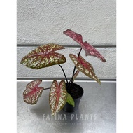 Caladium Ratripradapdao Thai Hybrid [ LIVE Indoor Plant ] [ Desk Plant ] [ Centerpiece Plant ]