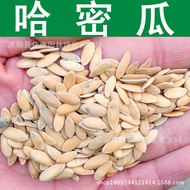 Cantaloupe Seeds Melon Cantaloupe Seeds Mesh Melon 1 Piece = 0.5kg