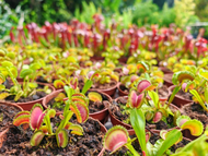 [Bunface Potato Carnivorous Plants] Dionaea Zipp Venus Flytrap