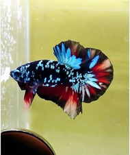 ikan cupang avatar nemo cooper orthai GRED A++ VVIP SPEK CONTES. jantan / male dewasa indukan .ika h