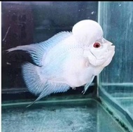 Hiasan Aquarium thaisilk platinum White 3 cm Louhan Jenong