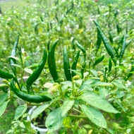 Biji Benih Cili Padi/ Cili Api/Birds Eye Chili/ Cili Siam
