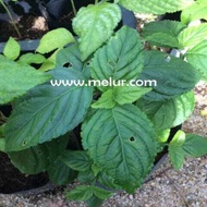 MM- Anak Pokok Nilam Pandan / nilam sekapur / nilam sabun / Anak Pokok Tanaman Benih Garden Seed See