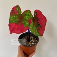 🌱Caladium Red Beret🌱Thai caladium🌱Cat Tumpah🌱彩叶芋🌱Outdoor plant🌱Ready stock🚚🚚🚚