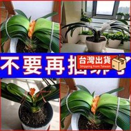 【樂樂屋】【花肥】君子蘭專用開花骨粉有機肥 家用高鈣催箭開花脫脂脫鹽脫骨高磷鈣肥