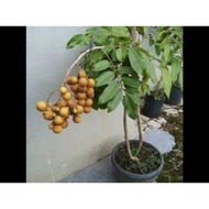 Anak Pokok Longan Tangkai Emas Hybrid Cepat Berbuah