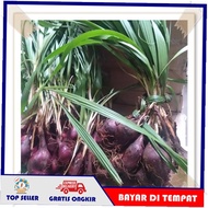Fresh Organic Dayak Onions 1kg - Dried Dayak Bwang Powder Original Kalimantan Capsules